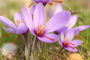 Saffron Extract & Astaxanthin